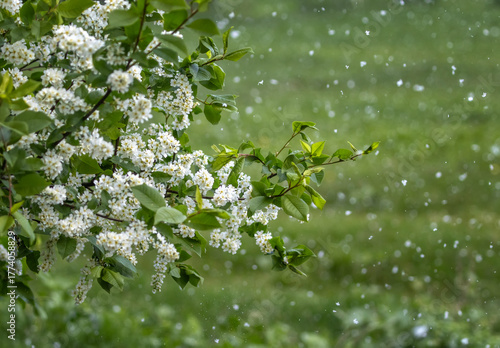 Natural background with weather anomaly snow falling on blooming branches of ...