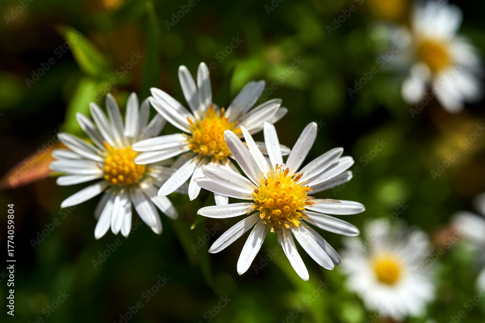 Fototapeta premium A group of tiny yellow and white autumn flowers on a bush Erigeron