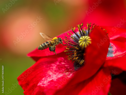 A bee flies over red poppy flowers in a summer meadow and collects golden pol...