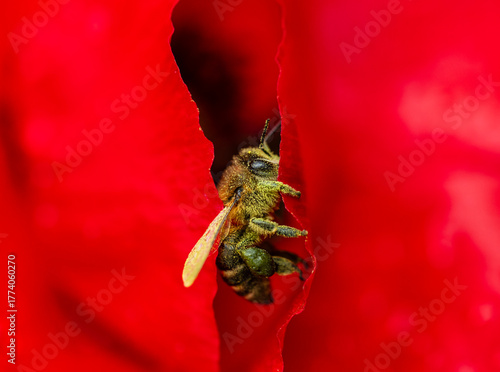 A small bee covered in golden pollen sits between two poppy petals