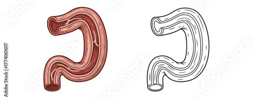 Tubular digestive organ anatomy cross section illustration in vintage hand drawn etching sketch engraving style for medical school education