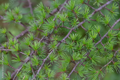 Atlas cedar (Cedrus atlantica) is a cedar native to the Atlas Mountains of Morocco.