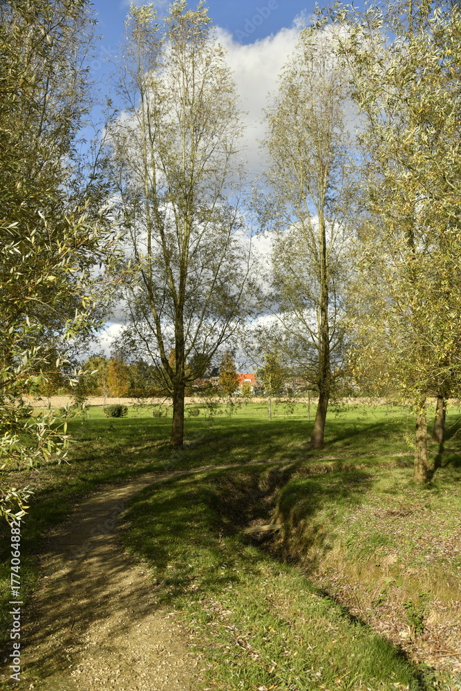 Obraz premium Arbres dans un parc en automne à Écaussinnes d'Enghien (Soignies)