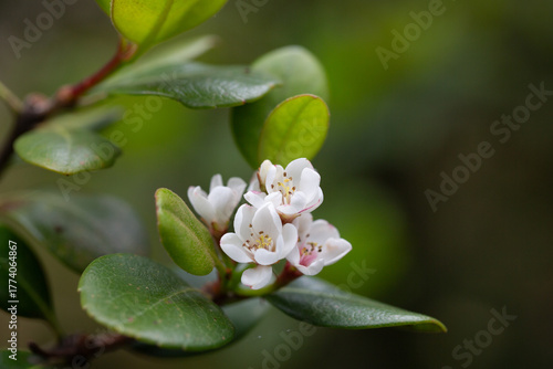 Rhaphiolepis indica Oriental Pearl Rosaceae flower