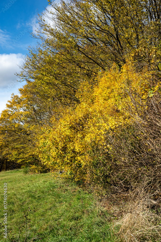 Fototapeta premium Autumn's Golden Edge