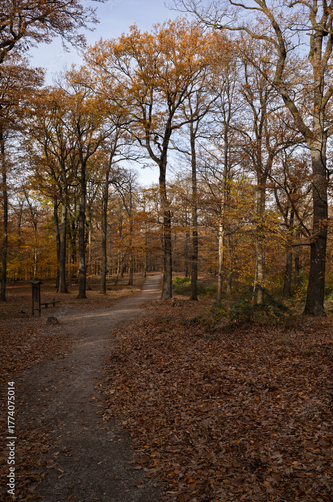 Obraz premium Autumn Path Through the Woods