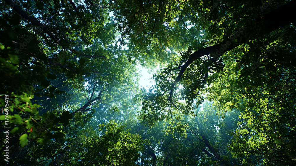 Fototapeta premium Lush green forest canopy with sunlight filtering through leaves, creating a serene atmosphere and showcasing vibrant foliage in a tranquil natural setting