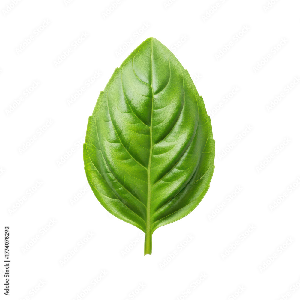 Obraz premium Vibrant green basil leaf, dew-kissed, crisp edges, visible veins, transparent studio background with copy space, high-key overhead shot, concept of organic purity and growth