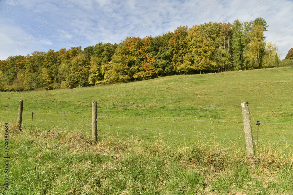 Fototapeta premium La forêt en automne le long d'une prairie sur une colline à Sosoye (Anhée-Dinant)
