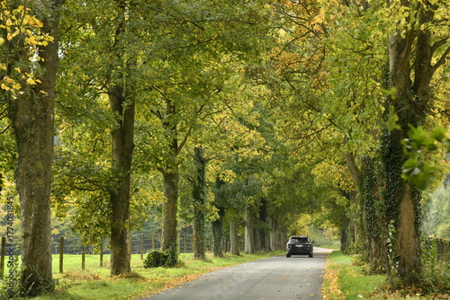 Platanes en automne au dessus de la route près de l'abbaye de Maredret à Anhée (Dinant)