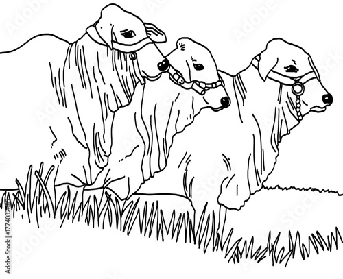 Striking Line Art Cattle Illustration with Harnesses Grazing Peacefully in Grass, Perfect for Livestock or Agriculture Projects, Originally a Scalable Graphic