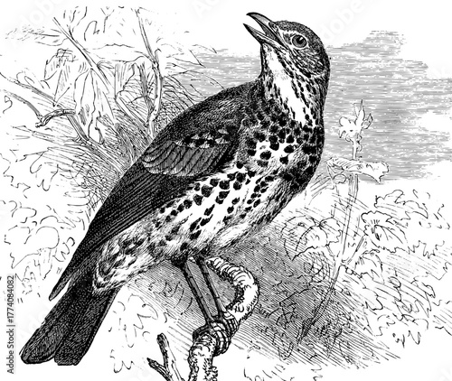 Vintage song thrush illustration with intricate details, a classic natural history visual, perfect for educational materials and vintage design projects