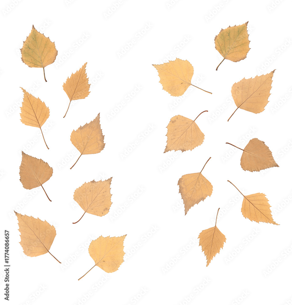 Obraz premium Autumn birch leaves isolated on white background, dried yellow foliage scanned and arranged for botanical herbarium collection, eco natural design, seasonal decoration, and flat lay compositions