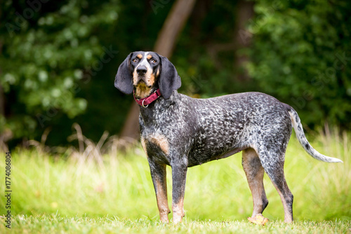 A Bluetick Coonhound dog standing outdoors