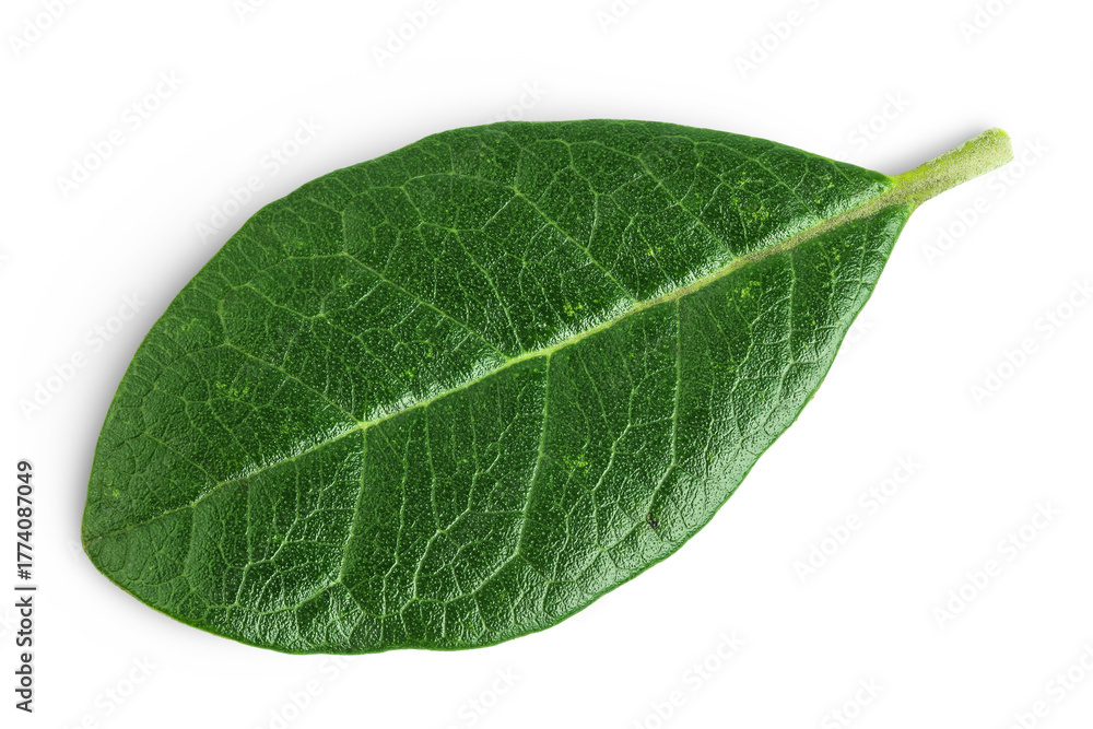 Obraz premium Leaves of Feijoa sellowiana, feijoa, pineapple guava and guavasteen isolated on white background