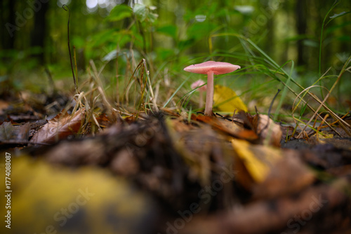 Fotografía Light orange gilled mushroom growing in a deciduous forest.