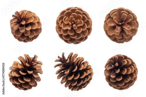 set of christmas pine cones isolated on white or transparent png 
