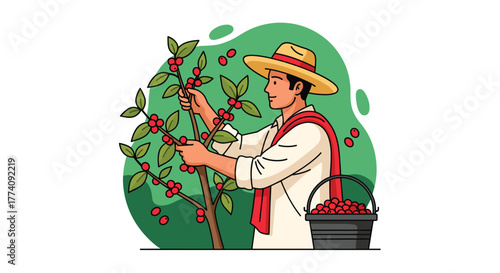 Dedicated farmer carefully harvests ripe red coffee cherries into a full basket, symbolizing agriculture and natural bounty