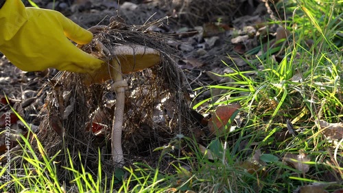 Parasol Mushroom in natural ambient (Macrolepiota procera) - (4K)