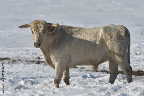 toros y caballos en la nieve y en el campo