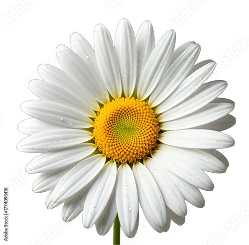 A close-up view of a vibrant, detailed daisy, petal by petal, vivid and clean