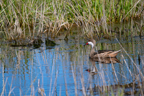 Silver teal on the flooded field