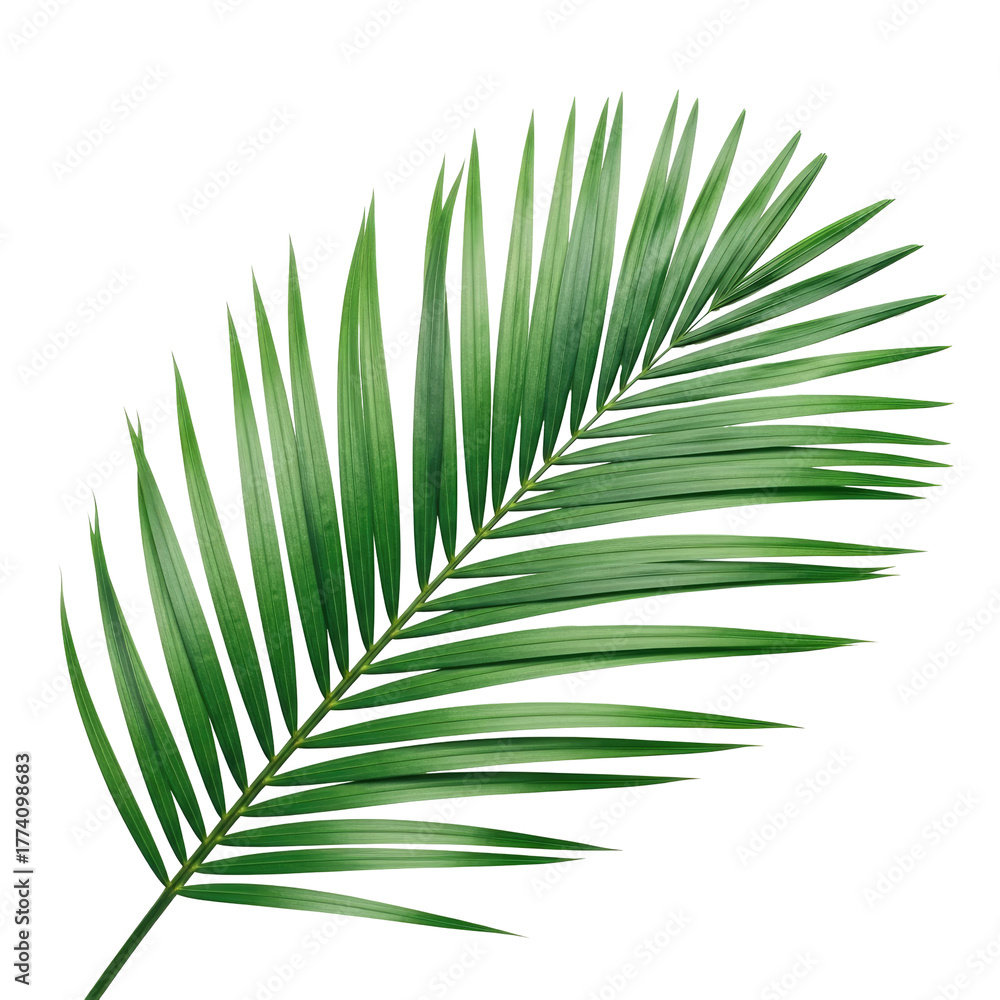 Obraz premium Close-up of lush, green palm leaf on a stark, black background