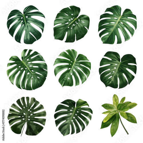 Hyper-Realistic Tropical Leaves Pack: Monstera, Palm, and Philodendron Isolated on Transparent Background
