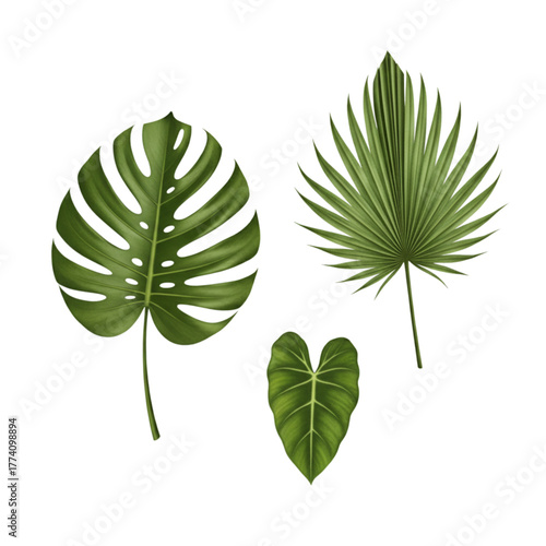 Hyper-Realistic Tropical Leaves Pack: Monstera, Palm, and Philodendron Isolated on Transparent Background