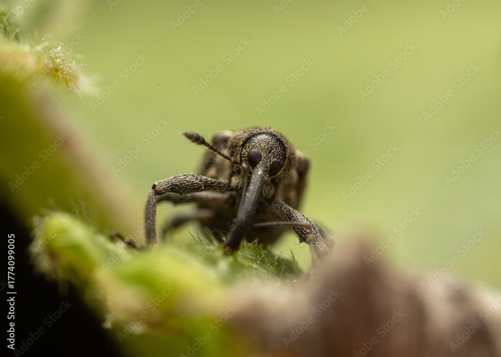 Fototapeta premium Macro Shot of Weevil on Leaf