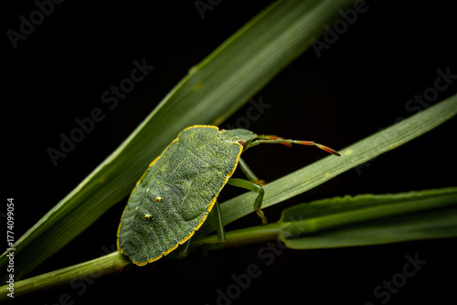 Fototapeta Naklejka Na Ścianę i Meble -  Green Shield Bug on Leaf Close-Up