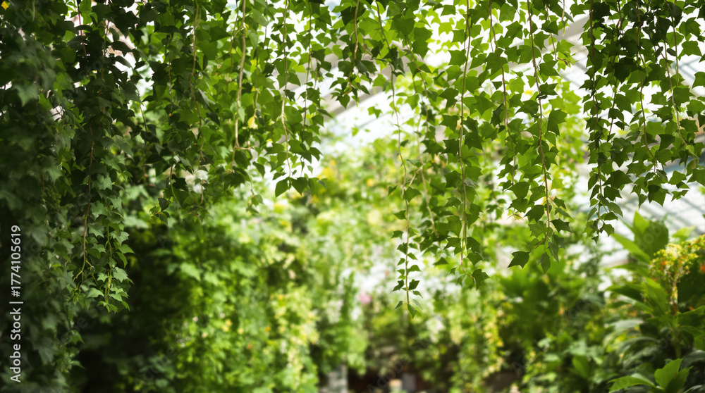 Fototapeta premium Lush green foliage hanging under bright natural light in a tranquil botanical garden