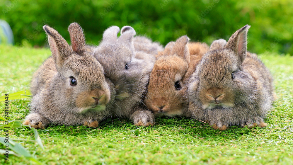 Fototapeta premium Group of healthy lovely baby bunny easter rabbits eating food, carrot, grass on nature background. Cute fluffy rabbits sniffing, looking around, nature life. Symbol of easter day. 