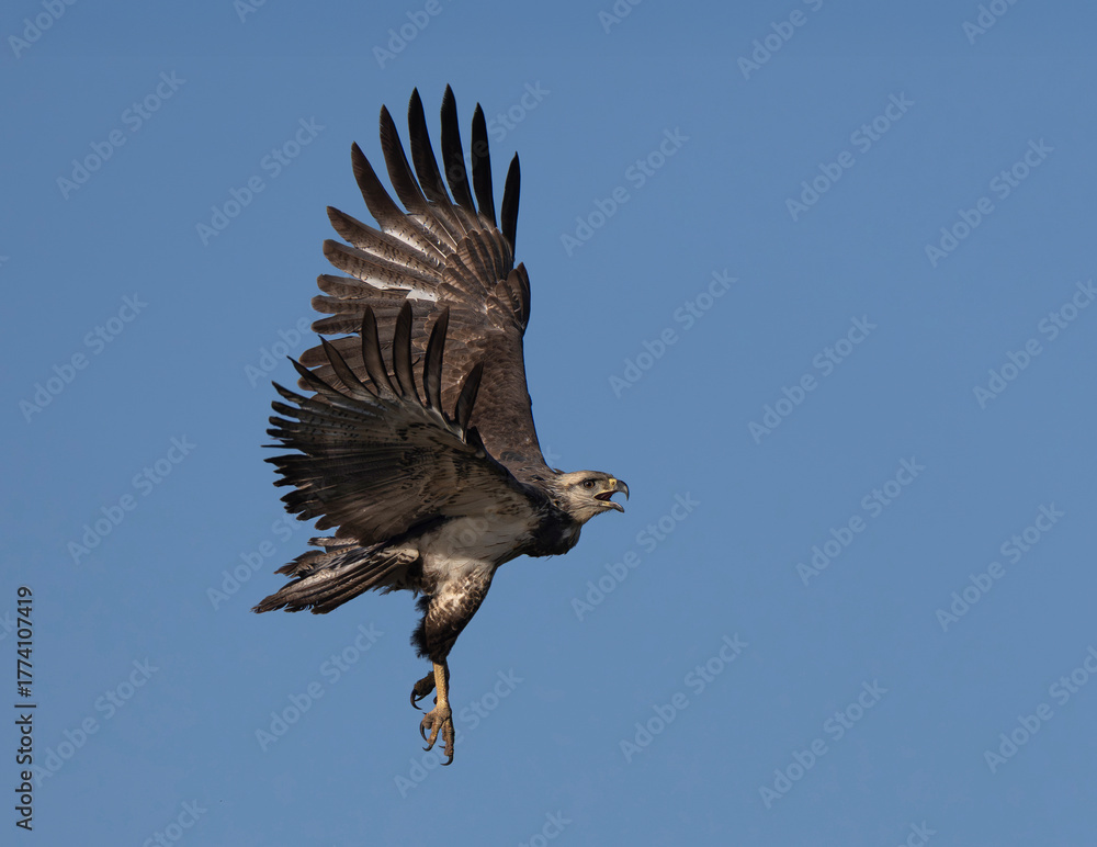 Fototapeta premium Aguila coronada en vuelo