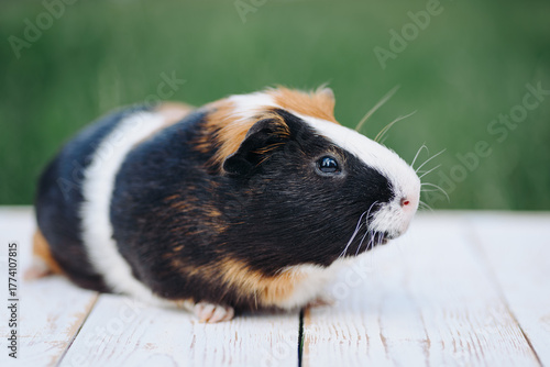 cute tricolor guinea pig portrait, red and black and white color, sitting on wooden board, green grass in background, pet at walk in summer, macro photo, selective focus