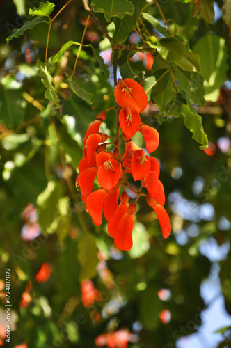 Red flowers of the Ceibo tree, Erythrina crista-galli