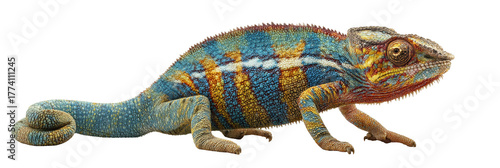 Wallpaper Mural A vibrant chameleon displaying its colorful skin, perched on a surface with a blurred natural background, symbolizing adaptability and the beauty of wildlife Torontodigital.ca