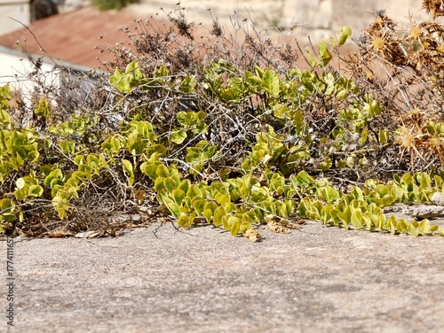 The caper shrubs or caperbushes (Capparis orientalis). A species of plant in the family Capparaceae. Malta