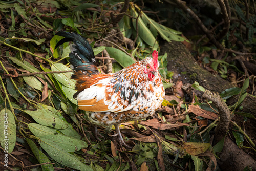 Wild chicken along a trail near Faial da Terra on Sao Miguel Island, Azores archipelago