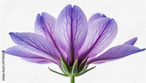 Macro view of a delicate purple flower revealing intricate petal details against a clean white background