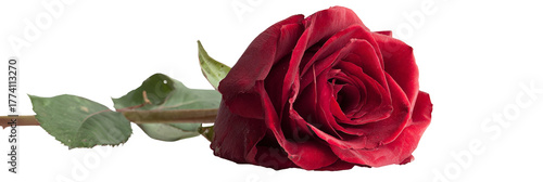 Wallpaper Mural A close-up view of a vibrant red rose lying gracefully on a soft green leaf, symbolizing love and beauty, set against a neutral background that enhances its elegance Torontodigital.ca