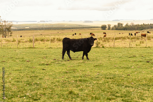 Toro Aberdeen Angus y al fondo mucho ganado bovino de otras especies