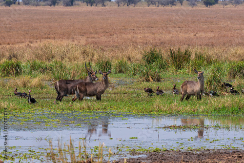 group of wild waterbucks or kobus ellipsiprymnus in a waterhole at tarangire national park tanzania