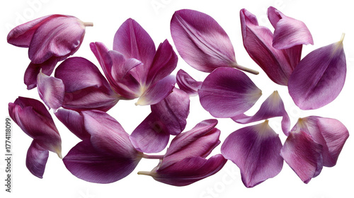 A collection of vibrant purple tulip petals scattered artistically on a white background, showcasing their delicate textures and colors, ideal for floral design and nature-themed projects