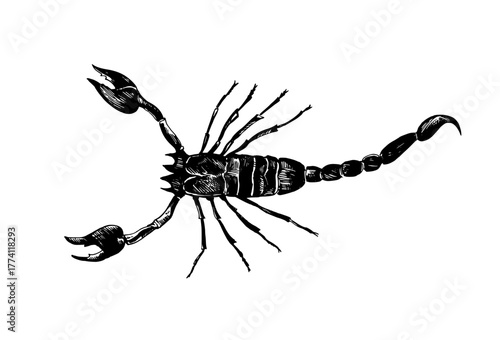 Scorpio black and white drawing in realistic style. Vector illustration.