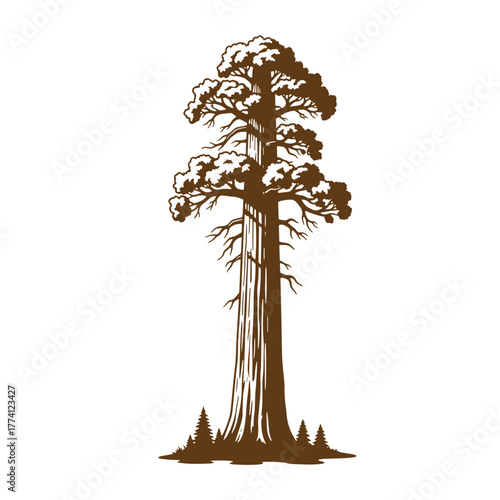 Elegant brown sequoia tree vector illustration on white background vintage art design