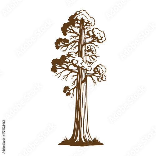Hand drawn vintage art illustration of a tall redwood tree isolated on white background
