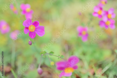 秋を彩るピンクの秋明菊の花