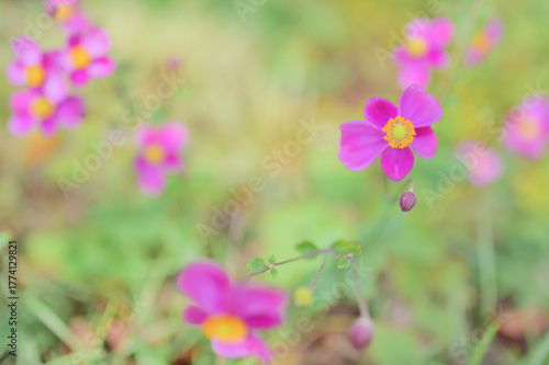 秋を彩るピンクの秋明菊の花