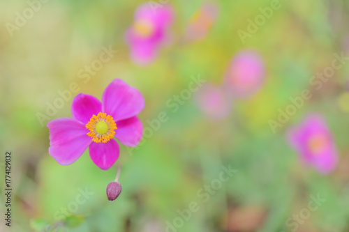 秋を彩るピンクの秋明菊の花